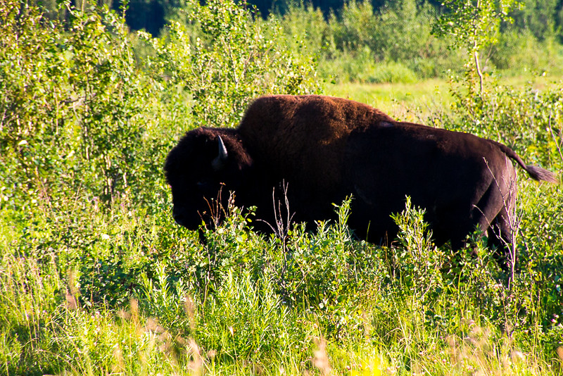 A wood bison, the largest mammal in North America.