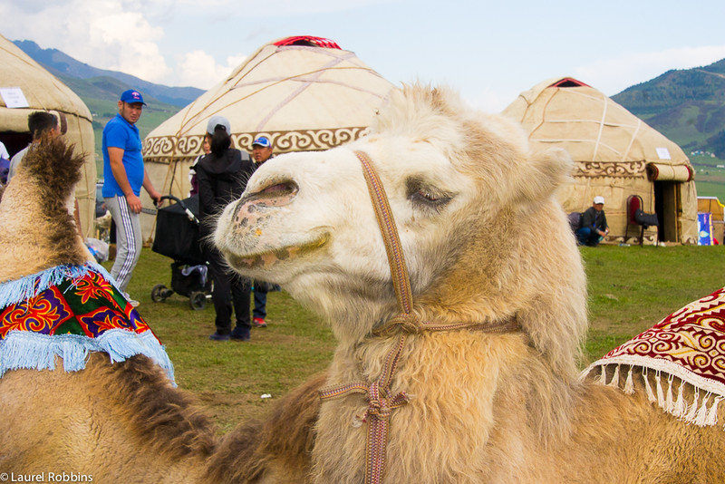 At Kyrchyn you get the chance to meet locals, like a Camel Shepherd.