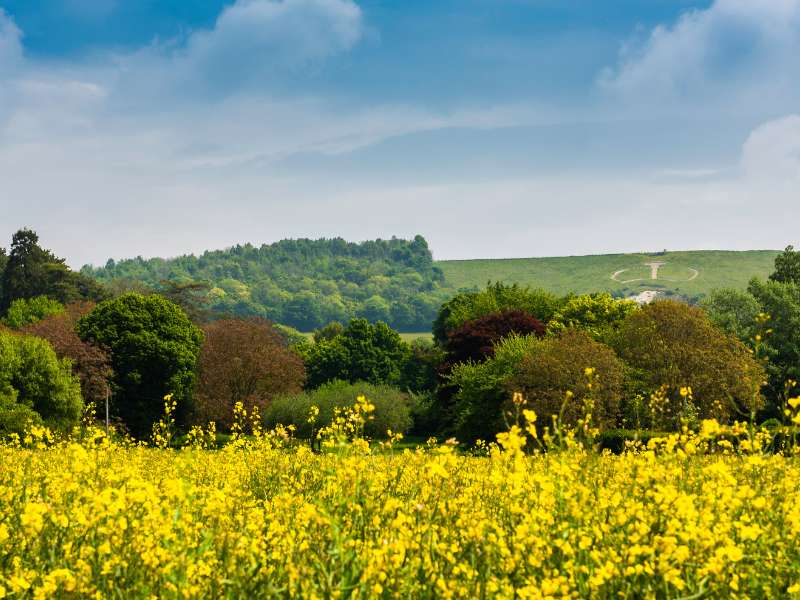 Wye Memorial Crown carved into the hillside of Wye North Downs