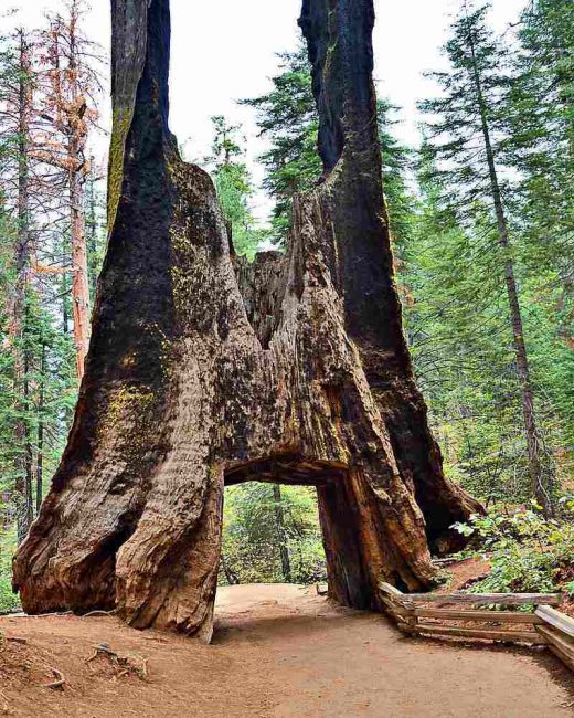 Some Sequoia trees are tunnel trees. These are one of the most popular reasons to visit Yosemite National Park