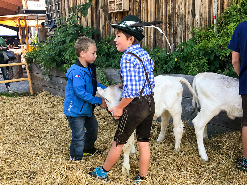 Locals from Zillertal feeding a calf.