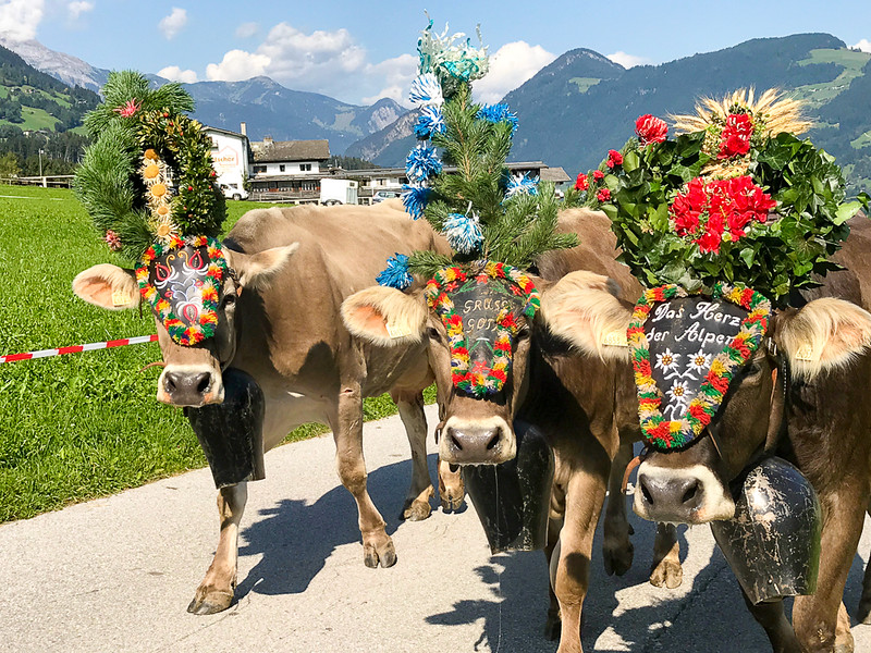 Cattle drive in Hoch Fügen, Zillertal, Austria.