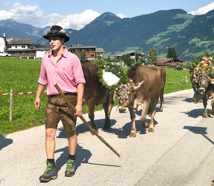 Tyrollean wearing traditional clothing while herding cows down from the mountains in Zillertal.