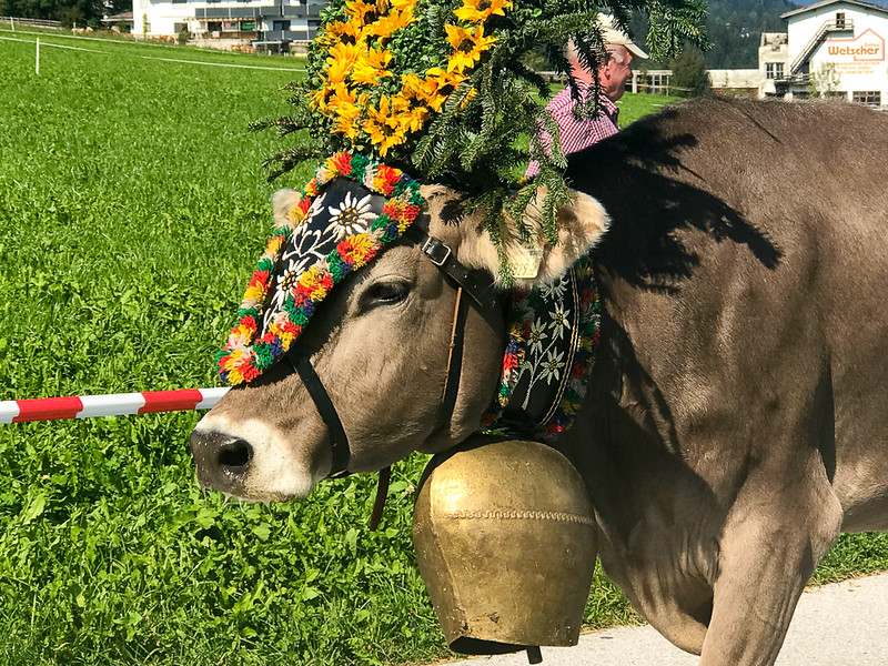 Cow with a large bell in Zillertal