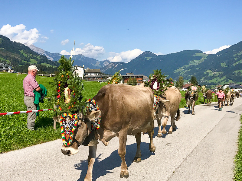 Cows decorated with flowers during the annual Almabtrieb in Zillertal.