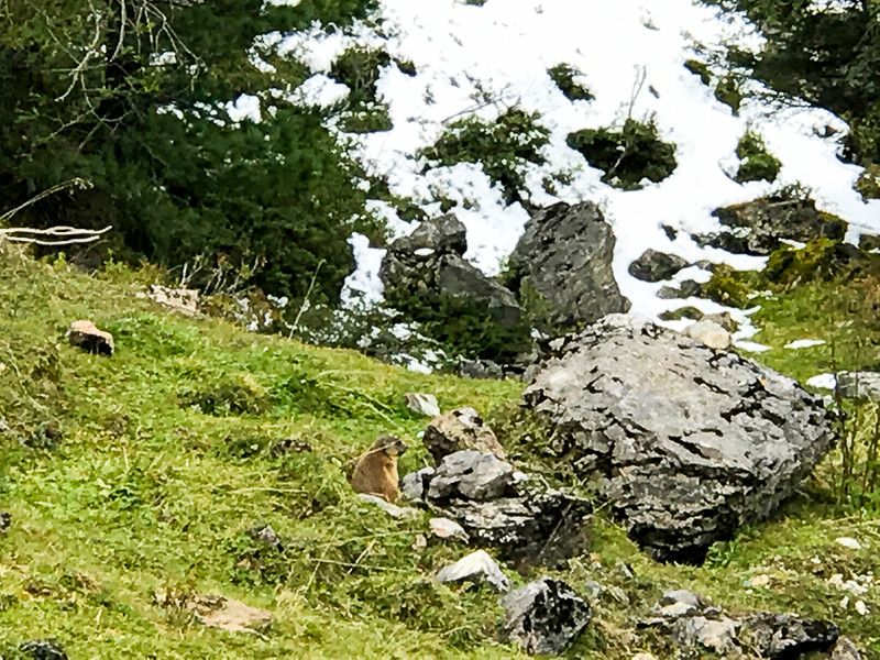 When hiking down from the Hintertux Glacier be on the lookout for marmots.