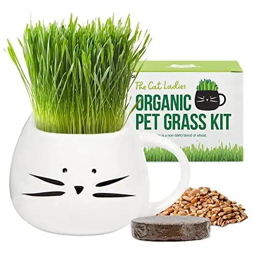 Organic Cat Grass Growing Kit